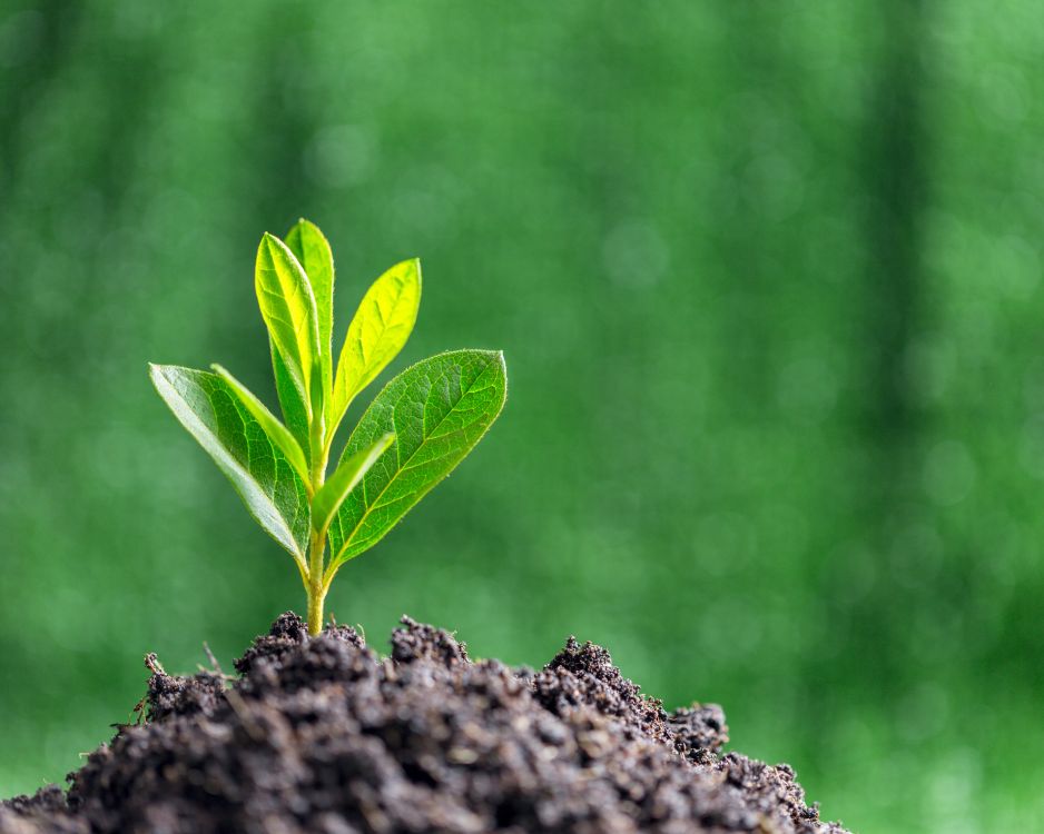 A young green seedling growing from the soil