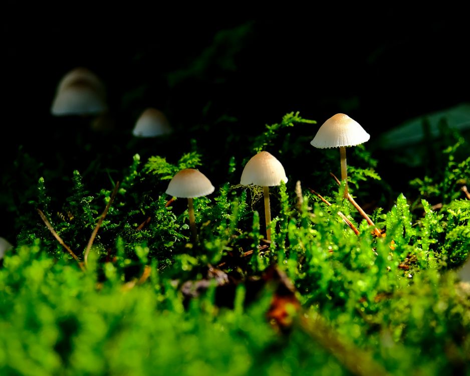 Mushrooms growing in green moss