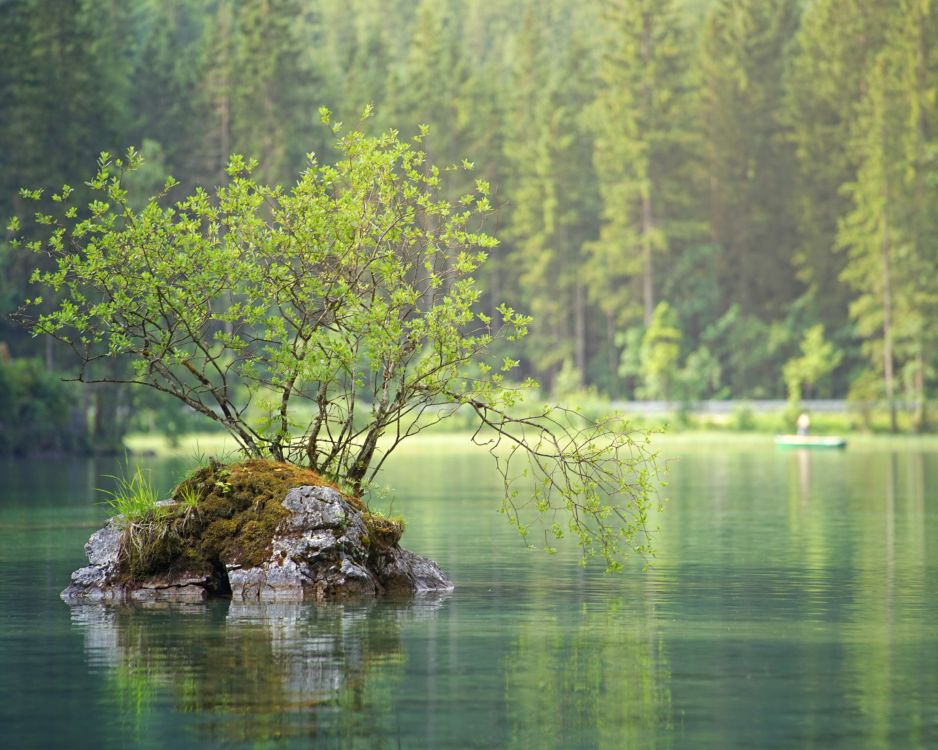 A peaceful lake surrounded by forest